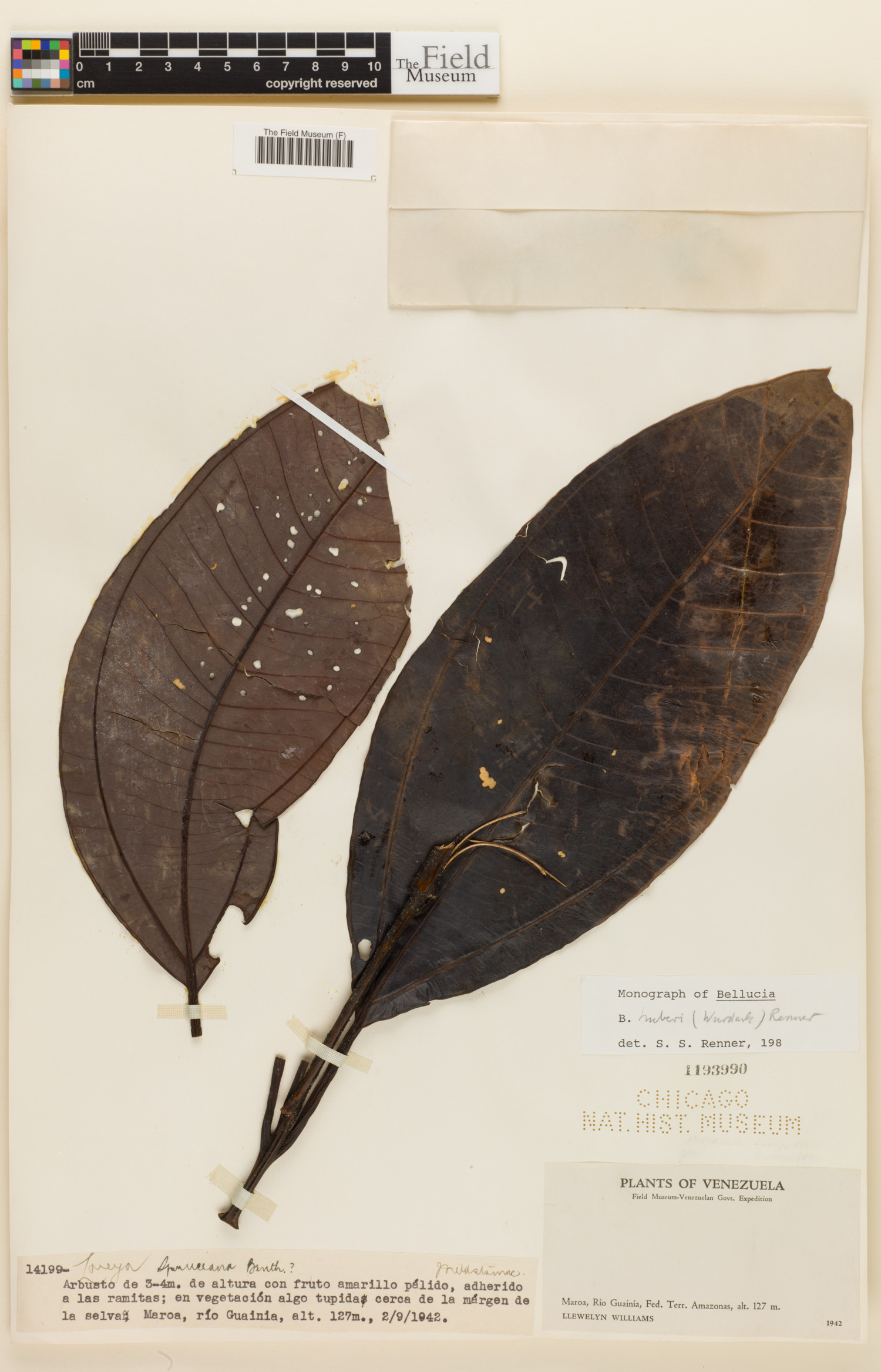 Bellucia huberi image