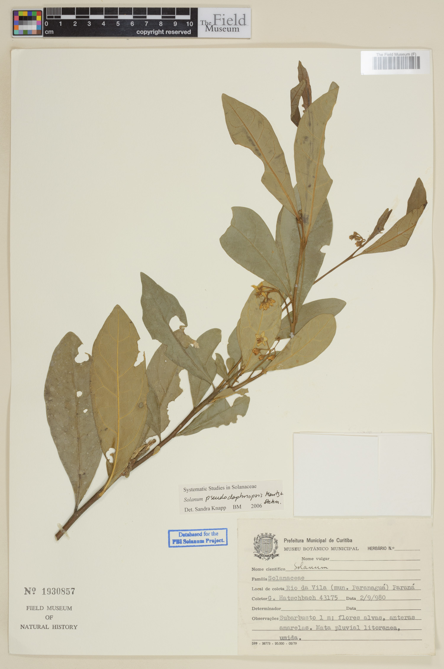 Solanum pseudodaphnopsis image