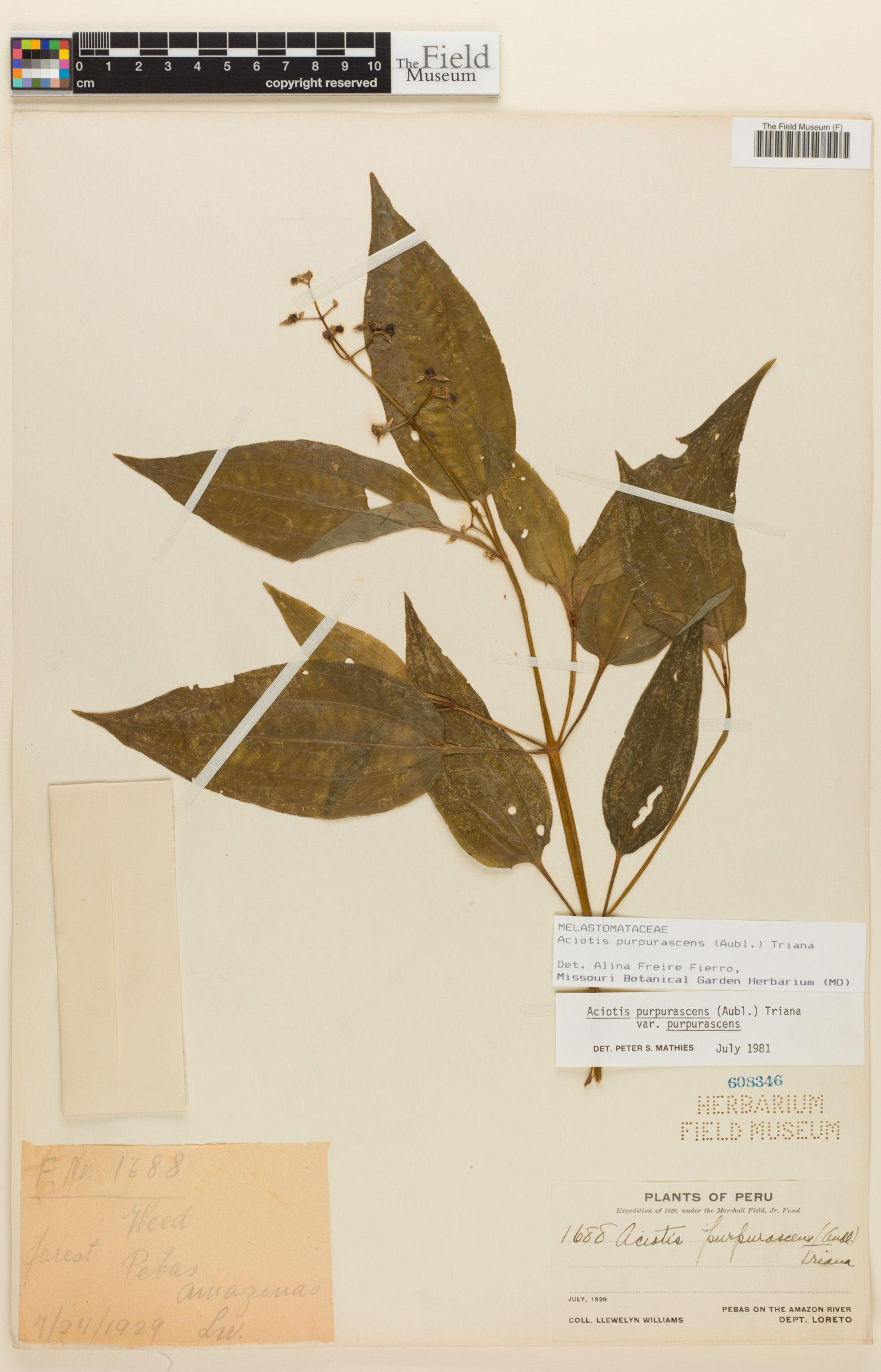 Aciotis purpurascens image
