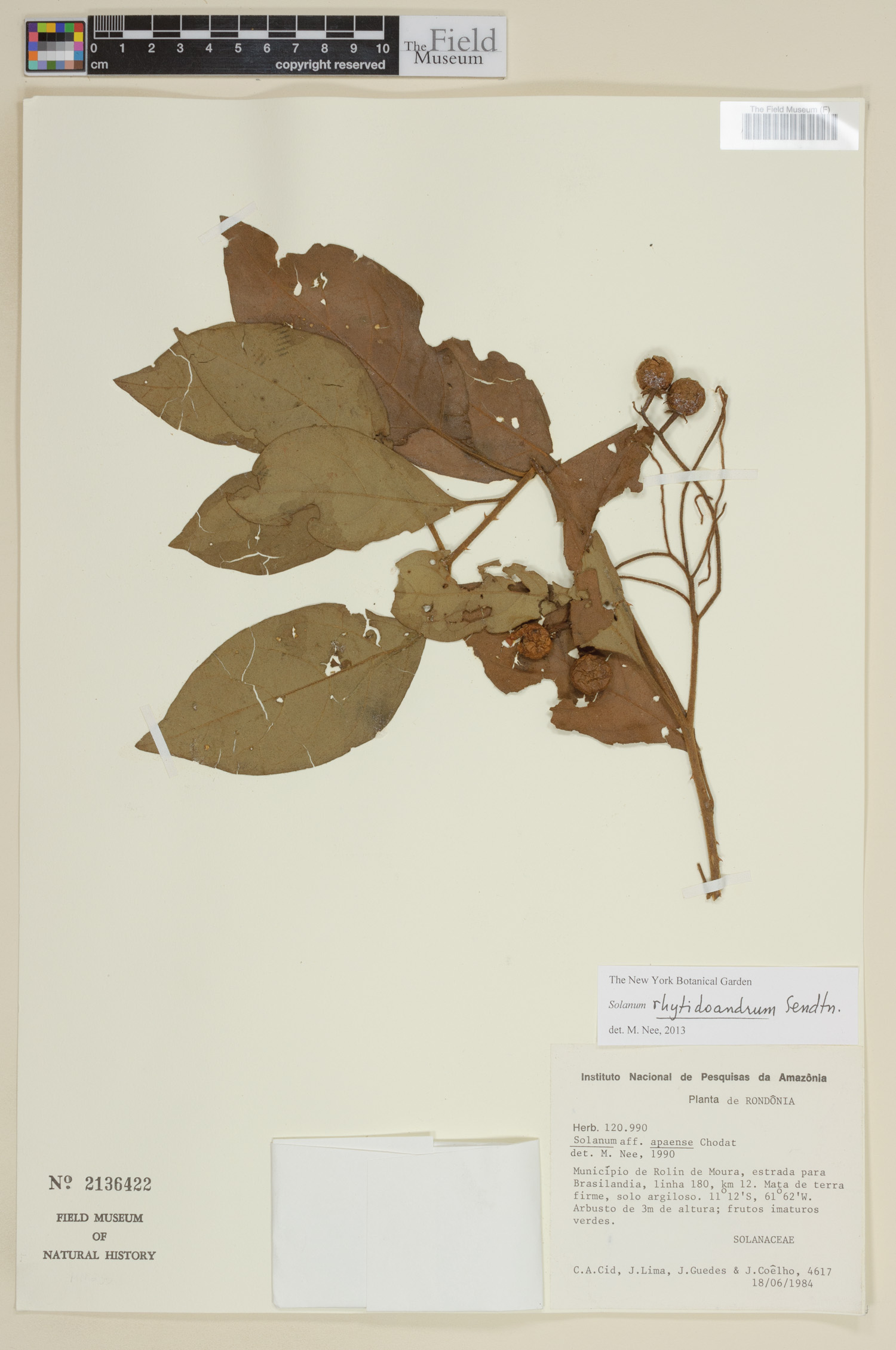 Solanum rhytidoandrum image