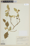 Solanum robustum image