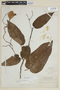 Solanum roseum image