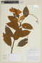 Solanum rubiginosum image