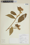 Solanum rubiginosum image