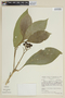 Solanum rugosum image