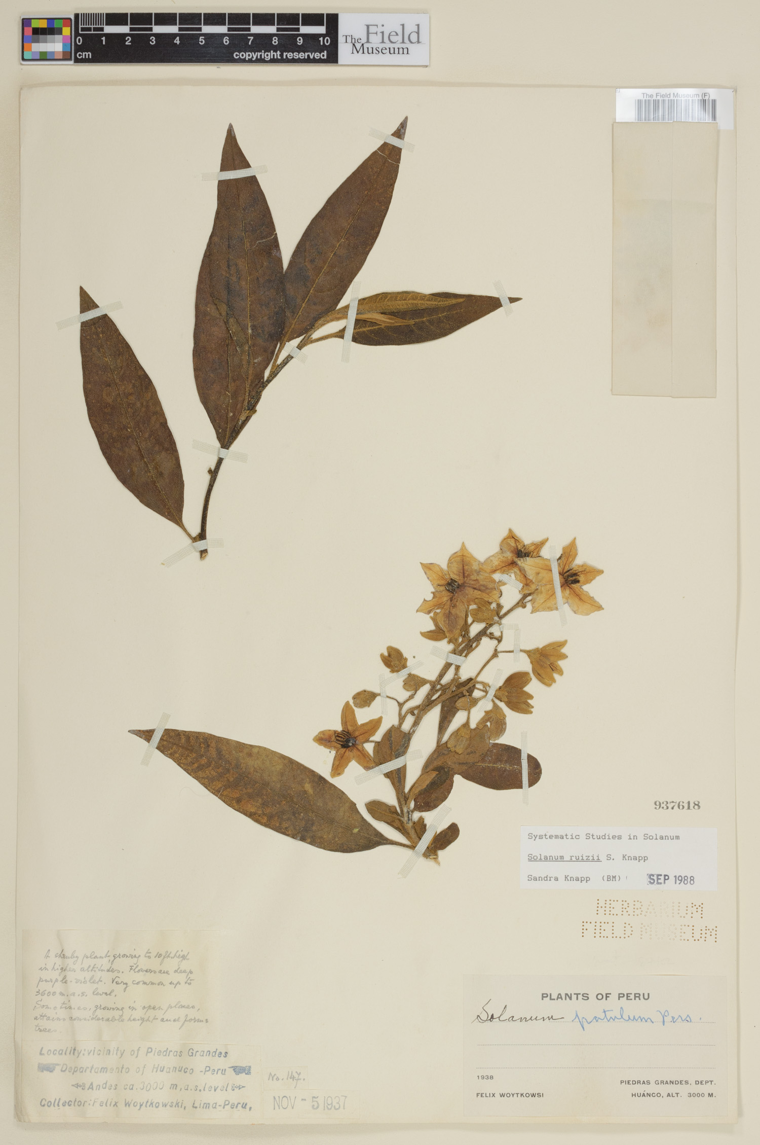 Solanum ruizii image