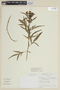 Solanum salicifolium image