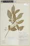 Solanum santosii image