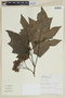 Solanum saponaceum image