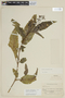 Solanum saponaceum image