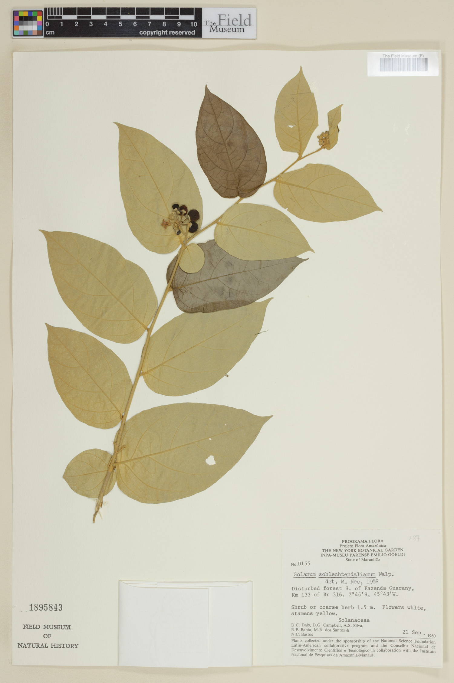 Solanum schlechtendalianum image