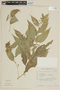 Solanum schwackeanum image