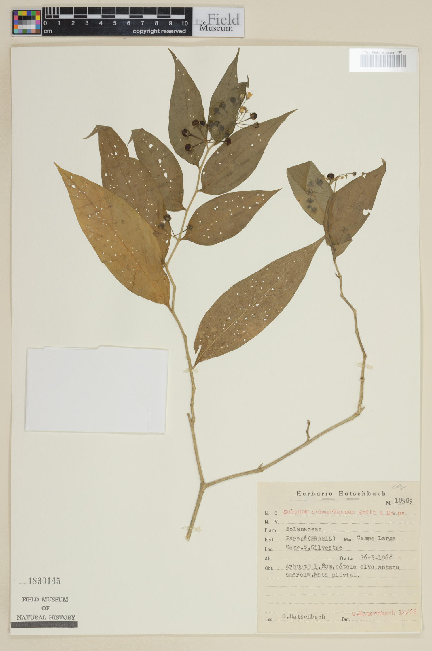 Solanum schwackeanum image