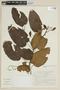 Solanum sciadostylis image