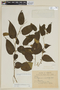 Solanum sciadostylis image