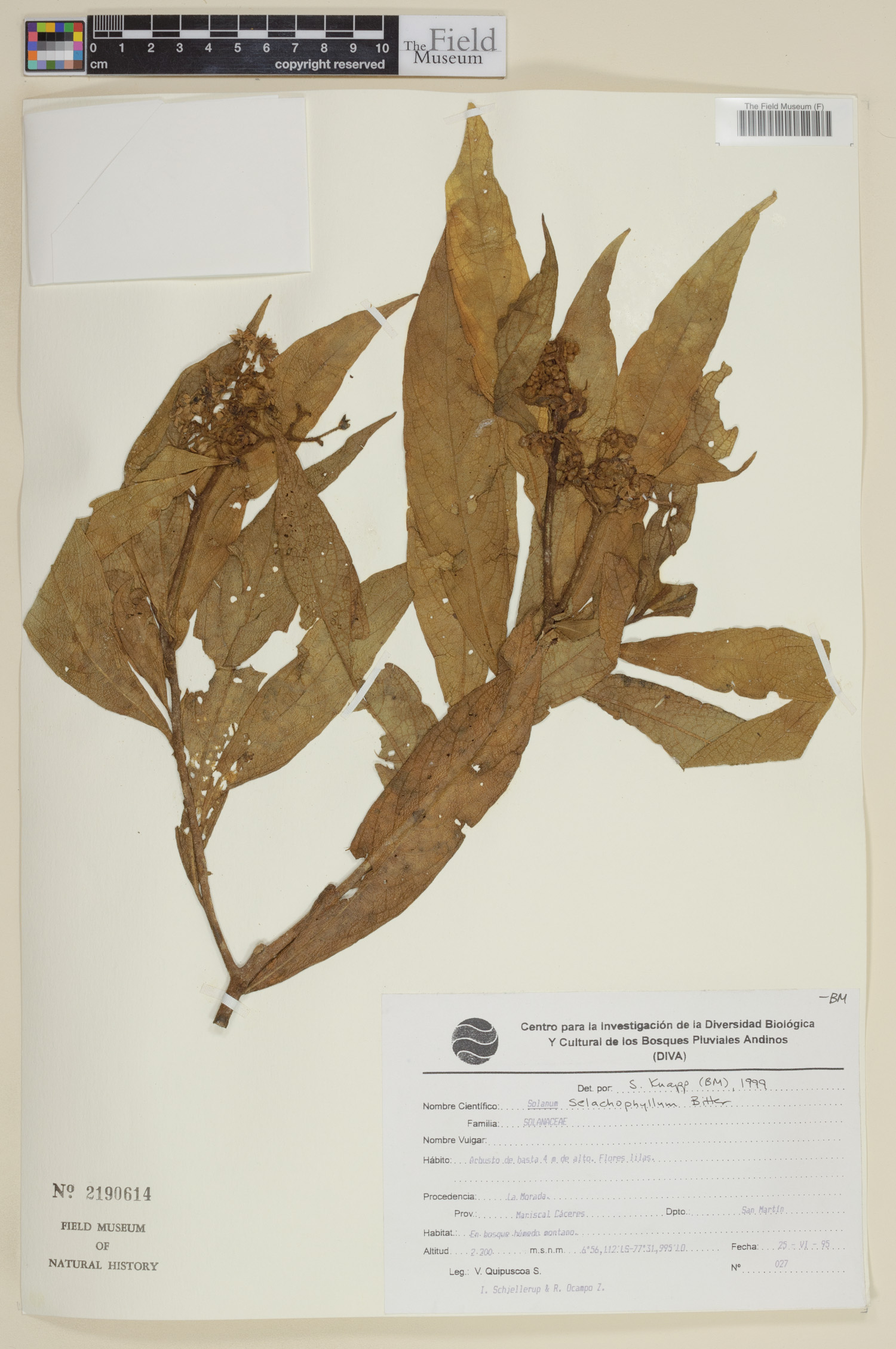 Solanum selachophyllum image