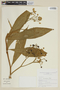 Solanum selachophyllum image