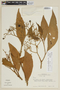 Solanum selachophyllum image