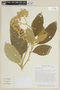 Solanum semotum image