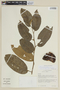 Solanum sendtnerianum image