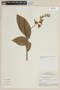 Solanum sendtnerianum image
