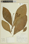 Solanum sessile image