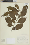 Solanum sieberi image