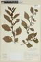 Solanum sieberi image
