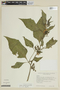 Solanum sinuatiexcisum image