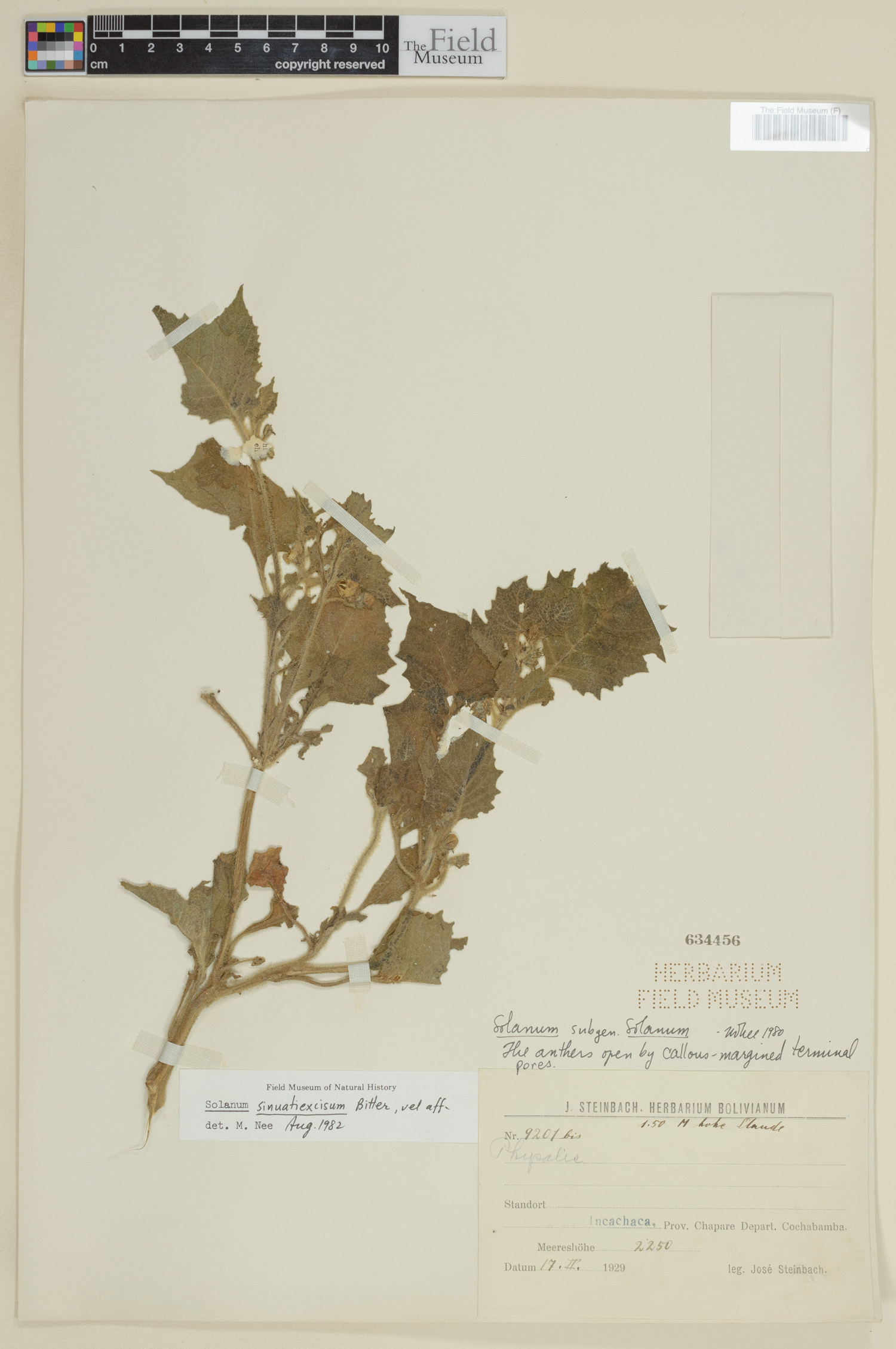 Solanum sinuatiexcisum image