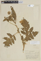 Solanum sisymbriifolium image
