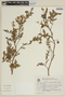 Solanum sisymbriifolium image