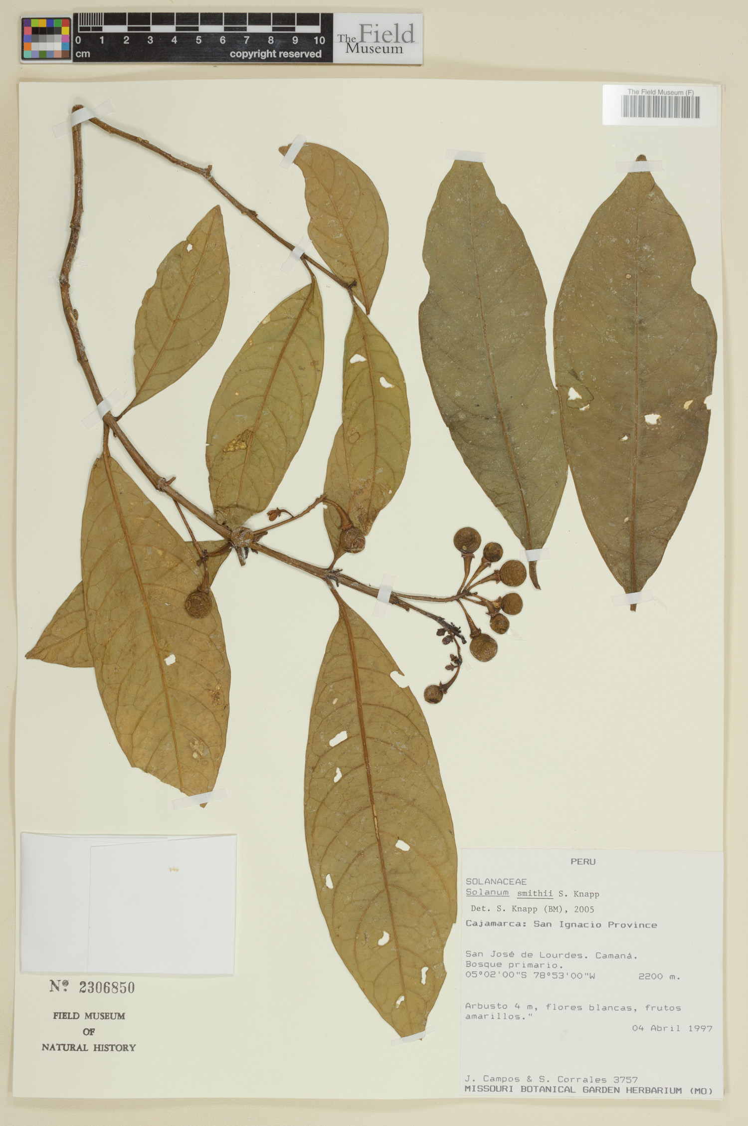 Solanum smithii image