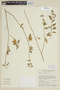 Solanum stenandrum image