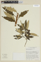 Solanum stellativelutinum image