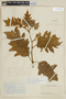 Solanum stellatiglandulosum image