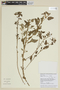 Solanum stenandrum image