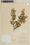 Solanum stenophyllum image