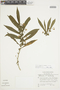 Solanum stipulatum image
