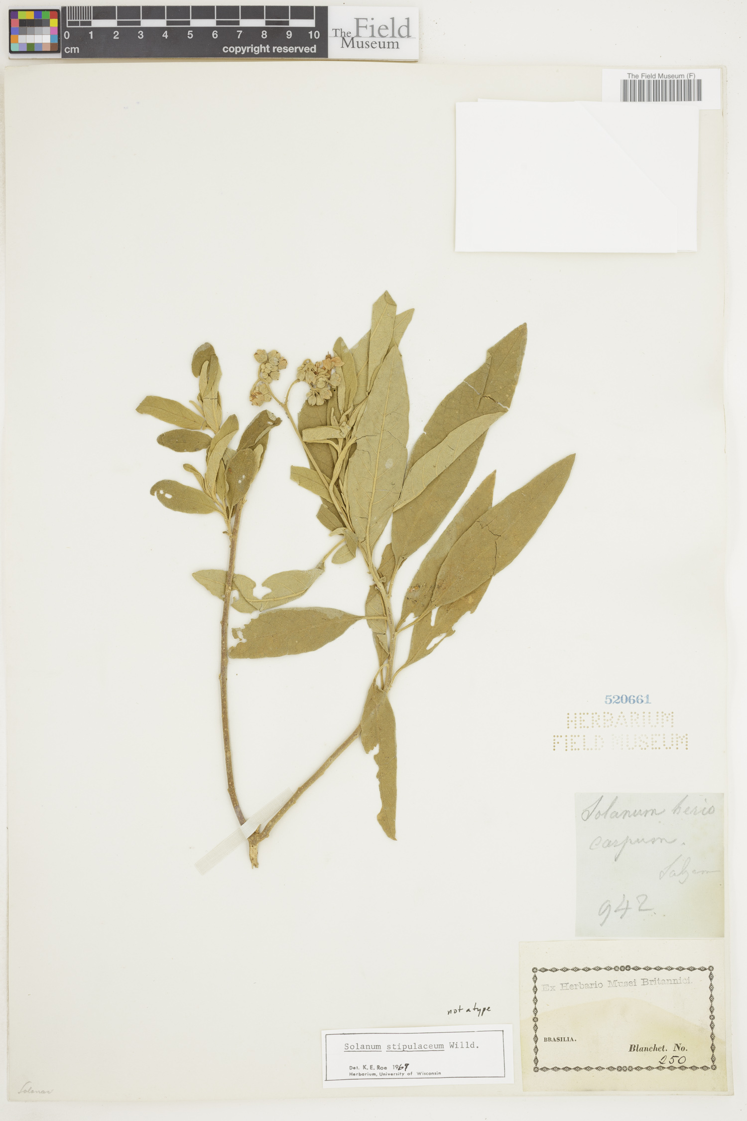 Solanum stipulaceum image