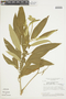 Solanum stipulaceum image