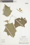 Solanum stramoniifolium image