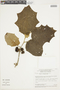 Solanum stramoniifolium image