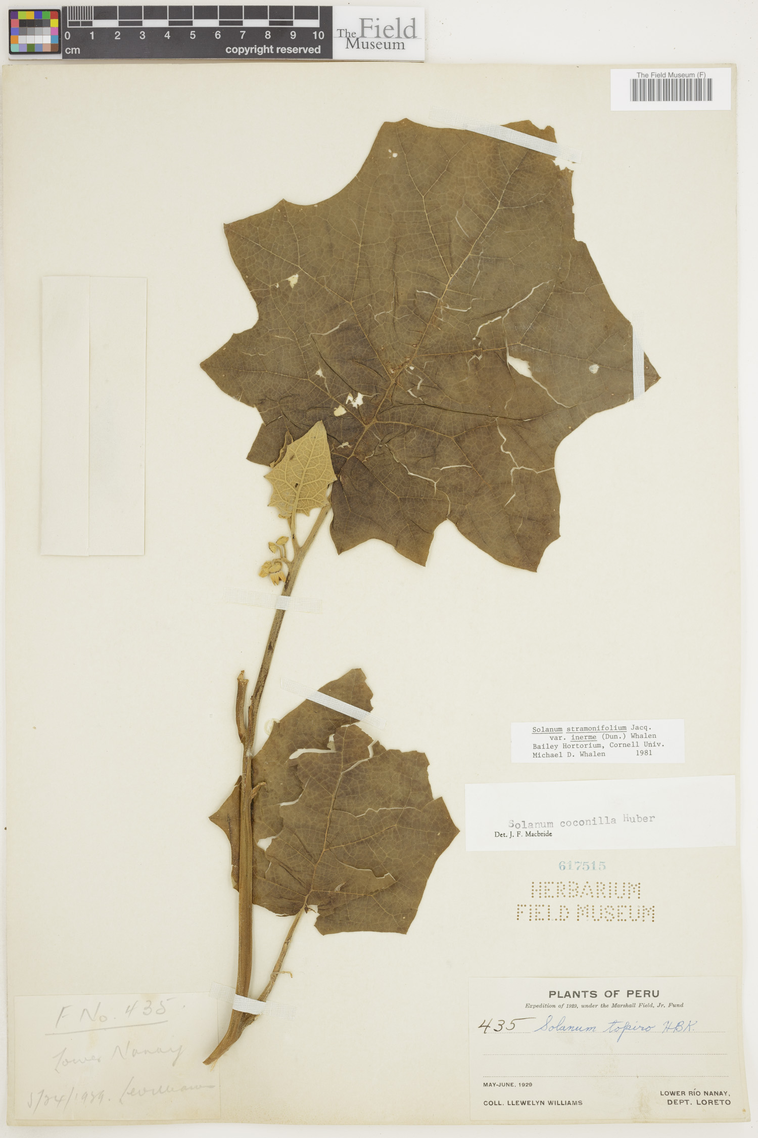 Solanum stramoniifolium var. inerme image