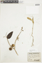 Solanum stuckertii image