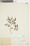 Solanum suaveolens image