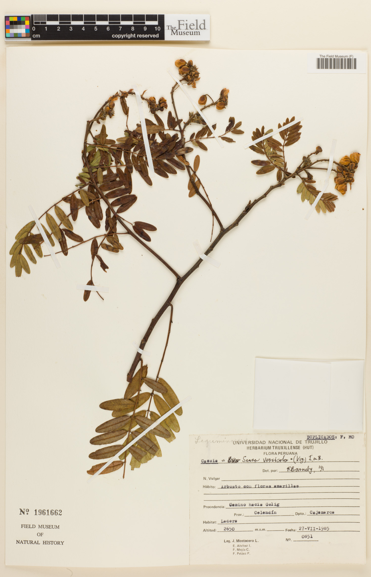 Senna versicolor image