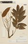 Tachigali paniculata var. alba image