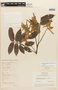 Tachigali chrysophylla image