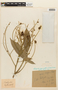 Tachigali myrmecophila image